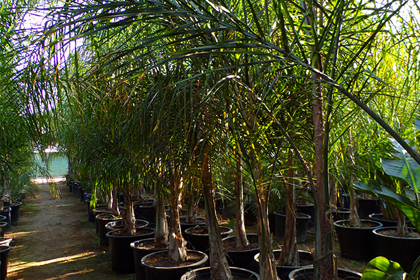 a row of 9 foot queen palms in pots at a nursery, sitting in dirt