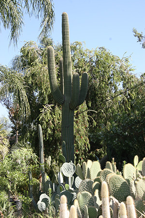 Thomas-Cactus.jpg