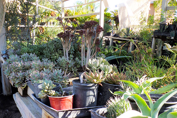 dozens of a variety of small succulent and agave plants sitting on a table in a greenhouse